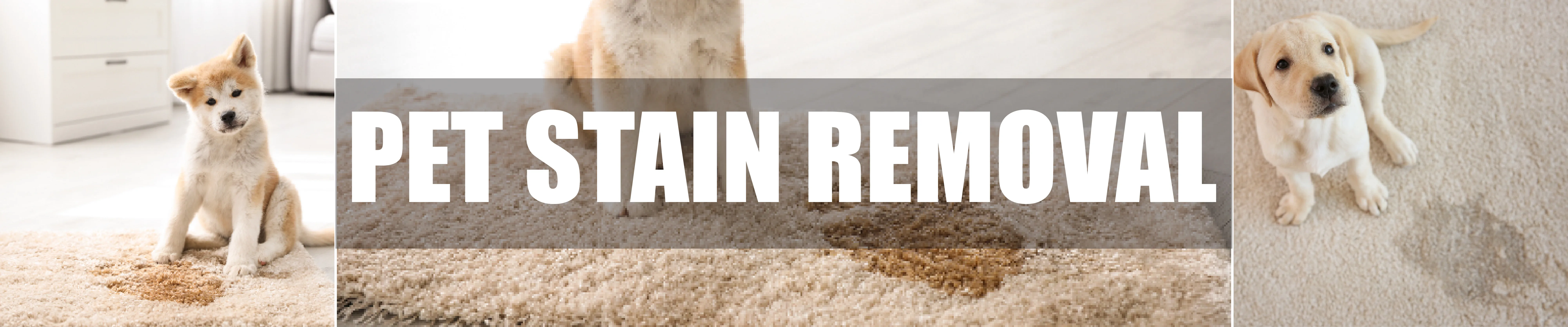 carpet cleaning in brooklyn, carpet cleaning in brooklyn, carpet cleaning brooklyn, carpet cleaners in brooklyn, carpet cleaners in brooklyn, commercial carpet cleaning, commercial carpet cleaning in brooklyn, brooklyn rug cleaners, rug cleaning services in brooklyn, same day carpet cleaning, same day rug cleaning